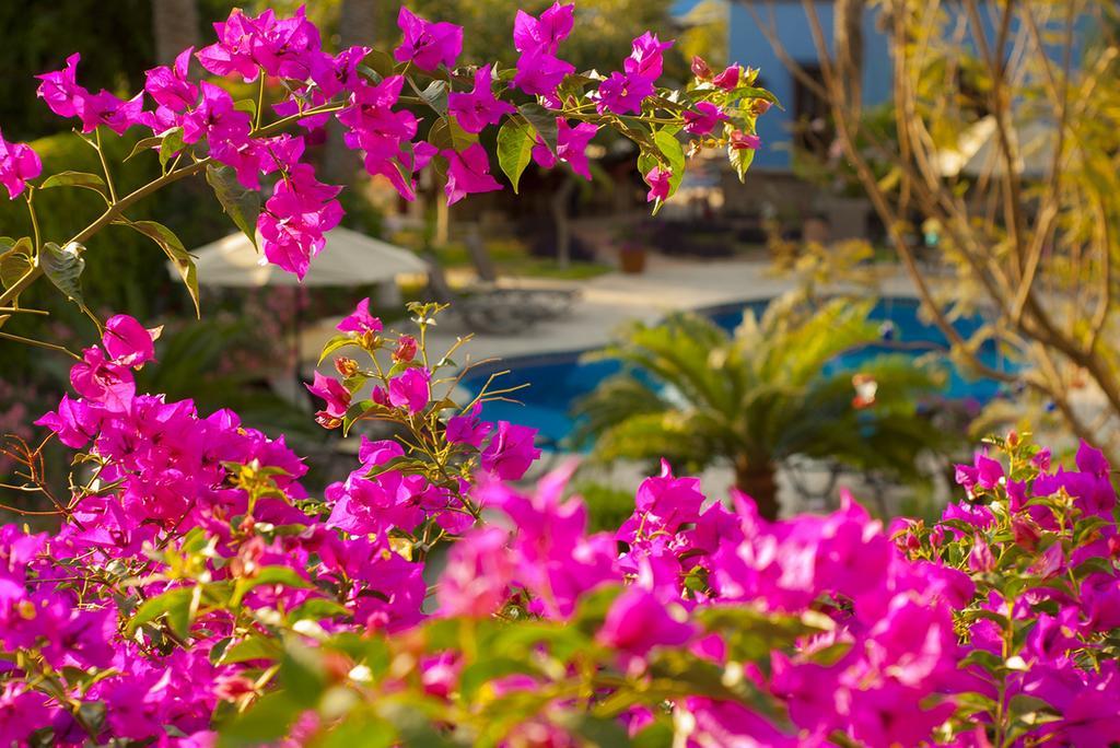 El Encanto Inn & Suites San José del Cabo Eksteriør billede